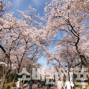 서울 어린이대공원 벚꽃